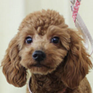 トイプードルの男の子です。
