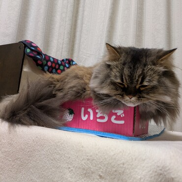 猫様ベッドよりクッションより、狭いイチゴの箱がお気に入り