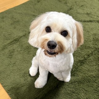 里親さま募集中です