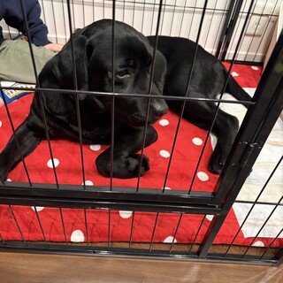 黒ラブの男の子です！