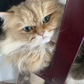 ねこ