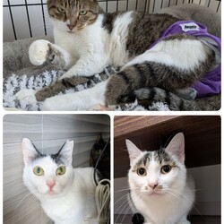 3匹の医療について