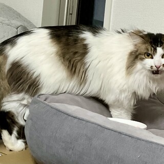 長毛　おしゃべりフレアちゃん