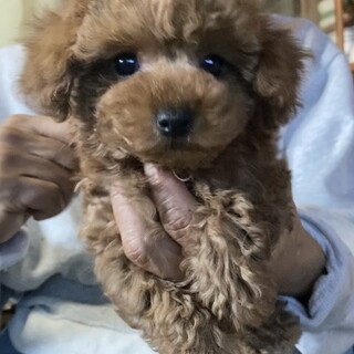 トイプードルの男の子