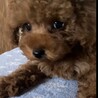 トイプードルの男の子 サムネイル2