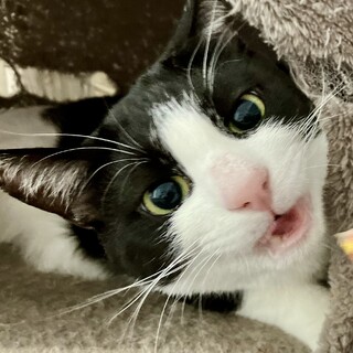 Felixのモデル⁈　ハチワレソックス君