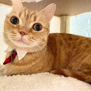 【マンチカンMIX】短足茶トラ女子♡ラフルちゃん