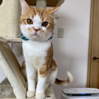 【マンチカンMIX】まん丸おめめ★ダナくん