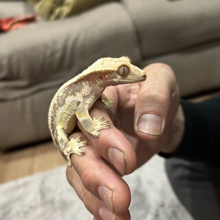 クレステッドゲッコー　ホワイトリリー　２歳里親募集