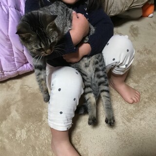 【神性格】 初対面で抱っこOK！ 極上甘えん坊