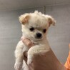 とってもイケメンな男の子！ サムネイル2