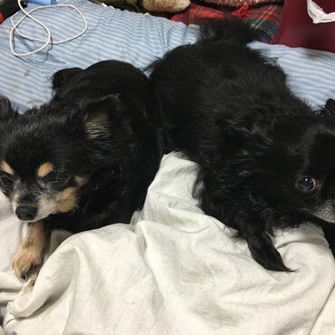 コーギーちゃんの前はチワワのふたりが家族でしたよぉ