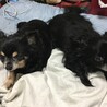 コーギーちゃんの前はチワワのふたりが家族でしたよぉ