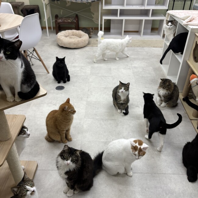 動物愛護団体Animal ENSHIAのカバー写真