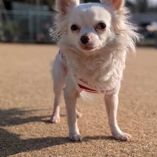 怖いけど甘えたいサケちゃん