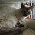 サビシャム？珍しい毛柄です