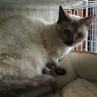 サビシャム？珍しい毛柄です