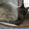 サビシャム？珍しい毛柄です サムネイル2