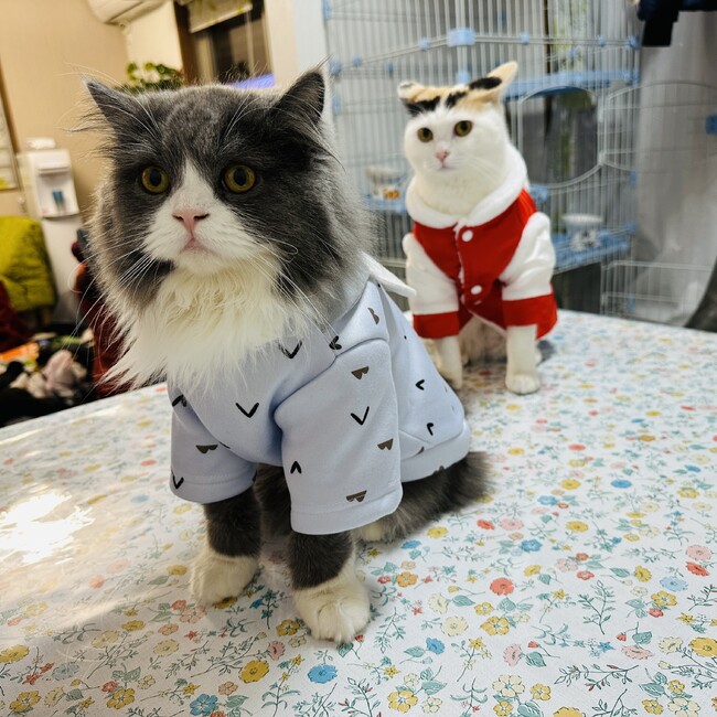 藍天のカバー写真