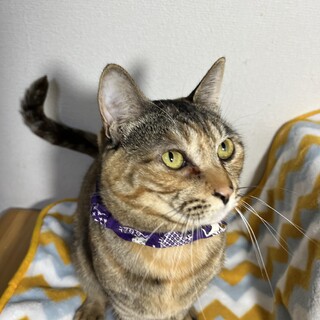 どすこいボディでインパクト大な見た目♪