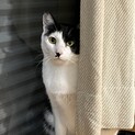 甘えん坊の肩のりネコ♡