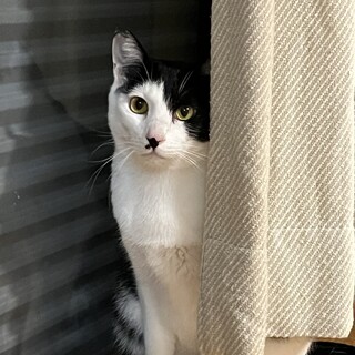 甘えん坊の肩のりネコ♡