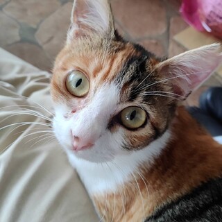 美猫チャッピー