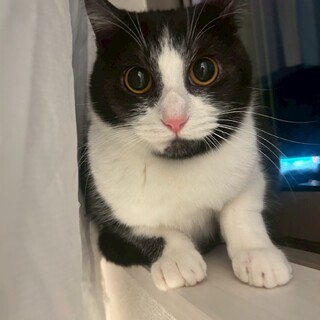 【マイク模様がチャームポイント✨】プリンちゃん