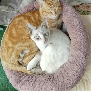 クリーム三毛　シャムミックス？