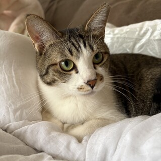 美猫アネちゃん(アネモネ姉妹)