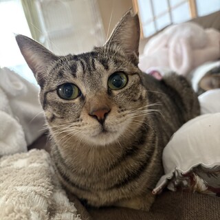 モネちゃん(アネモネ姉妹)