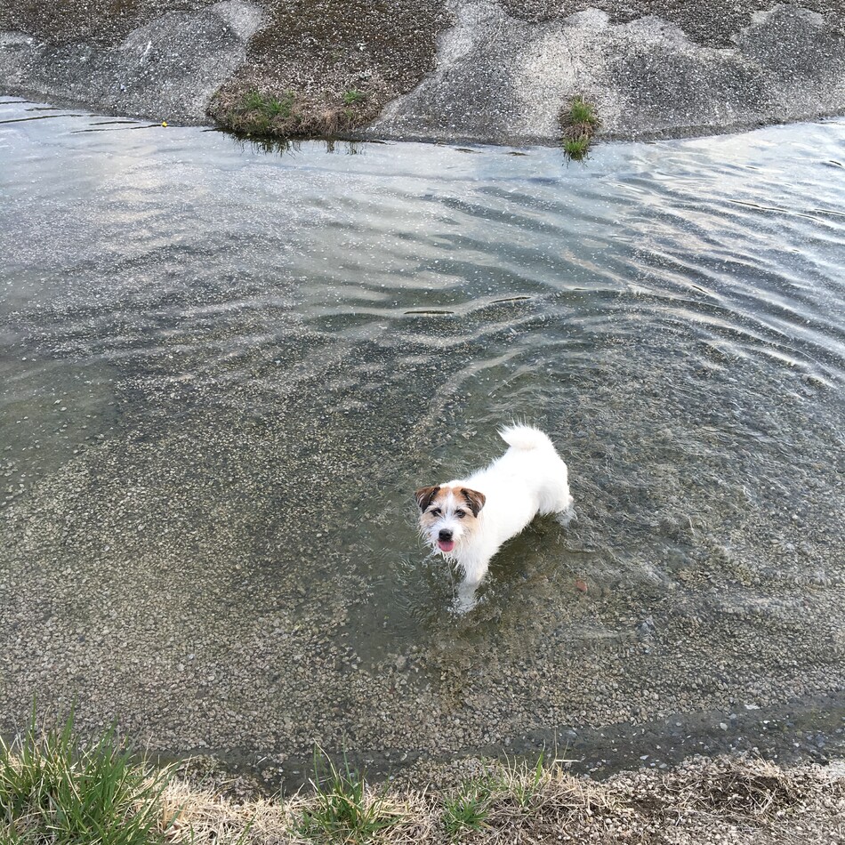 てんのカバー写真