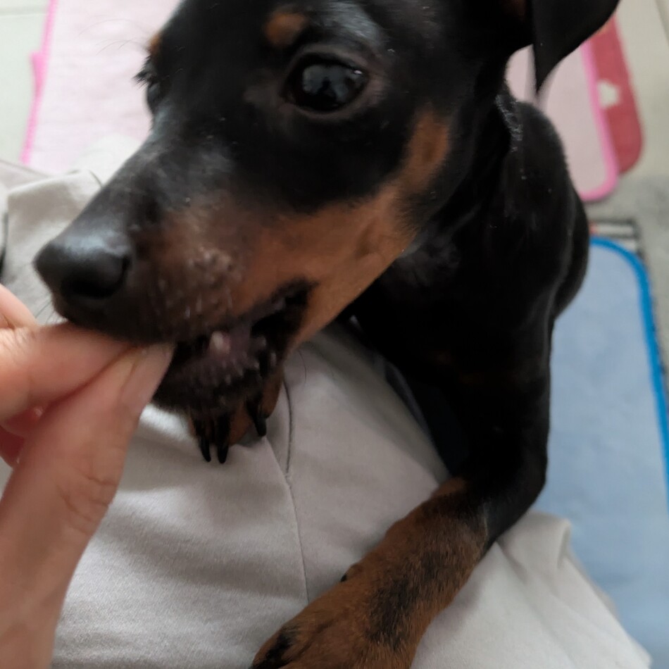 ピンちゃんのカバー写真