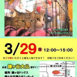 傘ねこふれあい譲渡会（@鎌ヶ谷）