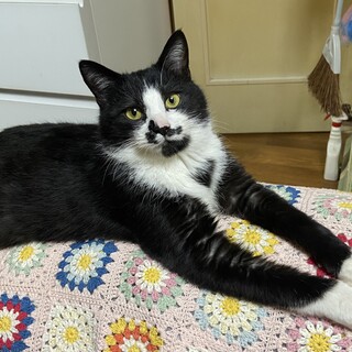 鼻の模様が独特な長毛白黒ハチワレの人懐っこい男の子