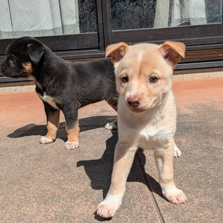 【茶色】2ヶ月の子犬ちゃん