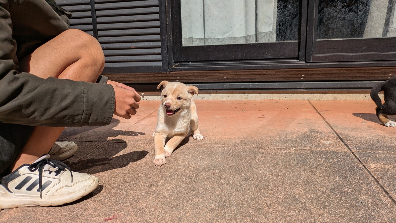 茶色】2ヶ月の子犬ちゃん」高知県 - 犬の里親募集(536753) 4枚目の画像