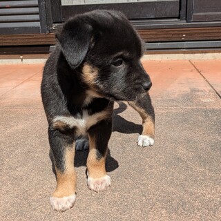 【黒】2ヶ月の子犬ちゃん