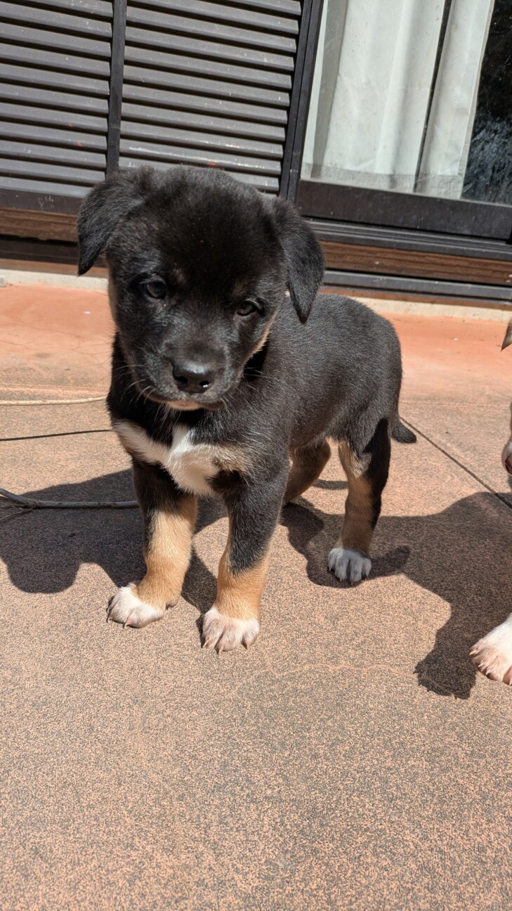 黒】2ヶ月の子犬ちゃん」高知県 - 犬の里親募集(536754) 4枚目の画像
