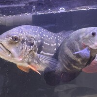 キクラと ＆マラジョー