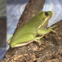 アメリカアマガエル