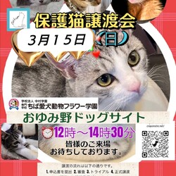 保護猫譲渡会Cat'seye