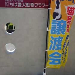 保護猫譲渡会Cat'seye サムネイル3