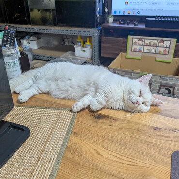 の写真