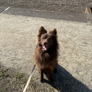 生後9ヶ月のポメMIX健ちゃん