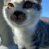 推定3ヶ月、サバ白の人懐っこい女の子 サムネイル2