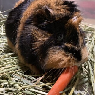 リーゼントが可愛いミナちゃんです