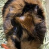リーゼントが可愛いミナちゃんです サムネイル2