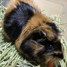 リーゼントが可愛いミナちゃんです サムネイル3