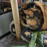 リーゼントが可愛いミナちゃんです サムネイル5